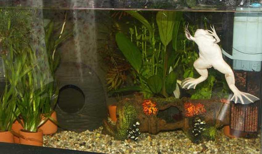 лягушки в аквариуме