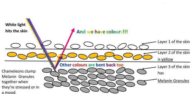 как хамелеон меняет цвет