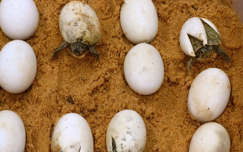  яйца красноухой водной черепахи 
