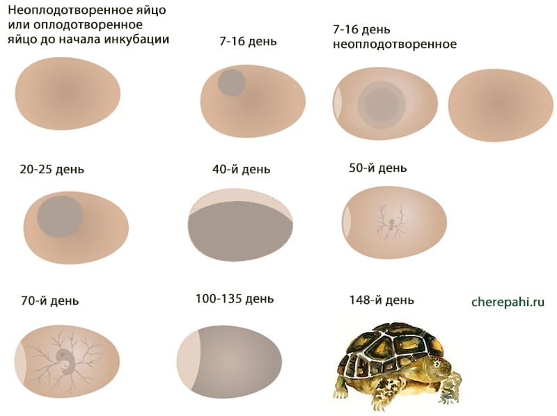 развитие красноухой водной черепахи