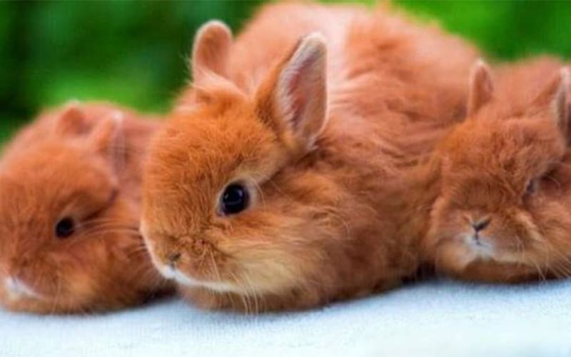 лисий кролик