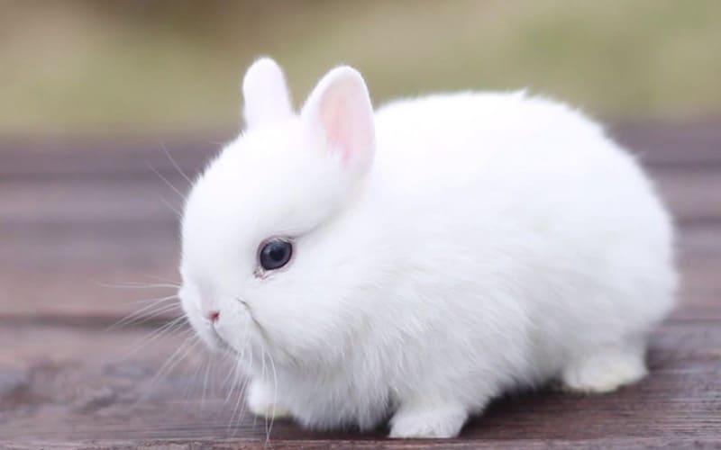 Кролик карликовый гермелин